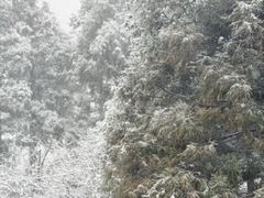 -四明山国家森林公园