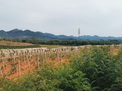 -北京张裕爱斐堡酒庄