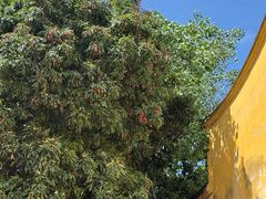 -福州开元寺