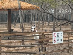 -秦皇岛野生动物园