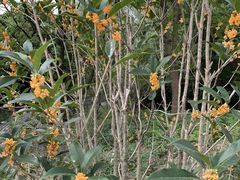 -昆山城市生态森林公园