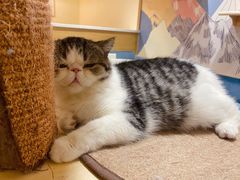 -滚猫咖啡·猫咖·猫友好撸猫(未来城店)