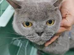 -四月宠物医院·猫专科·心脏专科·内科(转塘店)