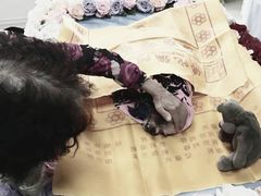 -彩虹桥宠物火化殡葬善终服务(金乐大厦店)