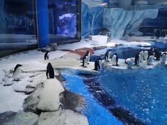 -上海海昌海洋公园