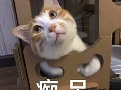 -吉丁鸟咖·异宠·寄养