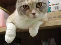 -藦茜花园宠物主题亲子互动体验馆(国顺东路店)