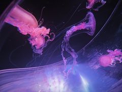 -海合安成都极地海洋公园