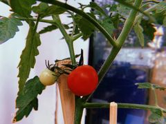 -陕西特色牛肉面