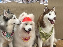 -星多哈·狗咖·拼豆·咖啡