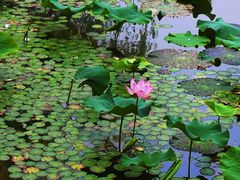 -郑州植物园