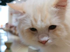 -藏猫猫咖啡主题馆(中央大道店)