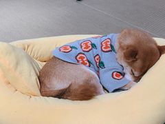-逗柴咖啡屋·狗咖猫咖宠物桌游