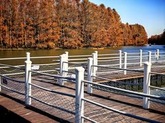 -上海海湾国家森林公园