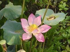 -云溪植物园
