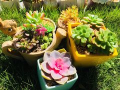 -三圣花乡旅游区