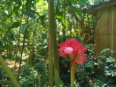 -中国科学院西双版纳热带植物园
