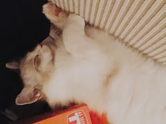 -猫大福·Fortune Cat猫舍(百子湾店)