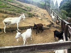 -神户市立六甲山牧场