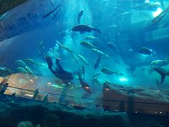 -迪拜水族馆及水下动物园