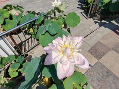 -莲花池公园
