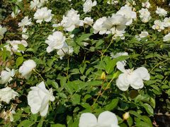 -人民公园(罗湖区)