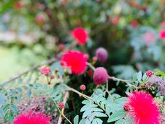 -中国科学院西双版纳热带植物园
