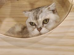-猫咪派对(江南西店)