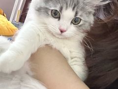 -小猫来了·猫舍(红山六九七九店)