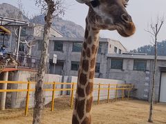 -西霞口神雕山野生动物世界