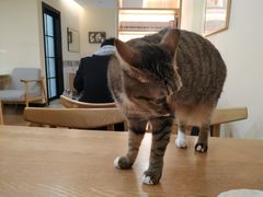 -滚猫咖啡·猫咖·猫友好撸猫(未来城店)