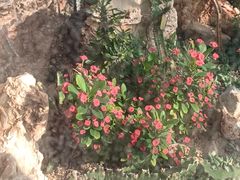 -北京植物园-展览温室