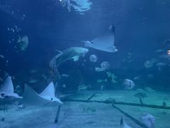 -烟台海昌鲸鲨海洋公园