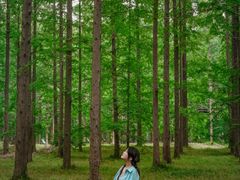 -黄海国家森林公园