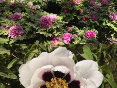 -莲花池公园