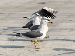 -西赛德海鲜自助烤肉(金石滩店)