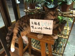 -猫的天空之城概念书店(杭州南宋御街店)