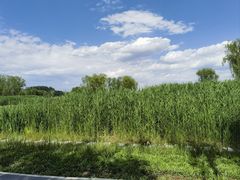 -大兴滨河森林公园