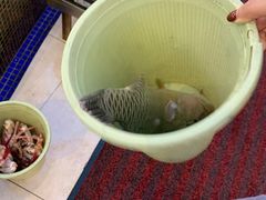 苏眉-欢乐海岸美食联盟
