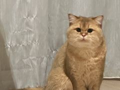 -佐罗家宠物馆·猫文化馆(紫霞路店)