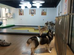 -Husky Go! 哈士奇体验馆·宠物咖啡厅狗咖
