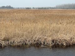 -野鸭湖国家湿地公园