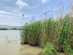 -长兴太湖图影湿地文化园