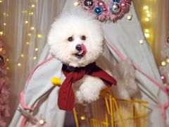 -超宠爱宠物摄影-Super pet