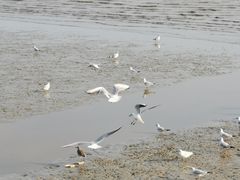 -深圳湾公园(南山区)