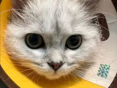 -御宝贝·A梦猫科宠物医院(国际猫友好医院)