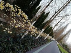 -合肥滨湖国家森林公园