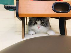 -飞行喵MR PILOT|猫舍·猫咖(静安大融城店)