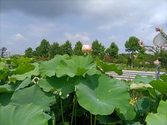 -亚沙水生植物园