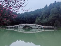 -铁山坪森林公园